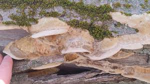 Attēlu rezultāti vaicājumam “Coriolopsis trogii”