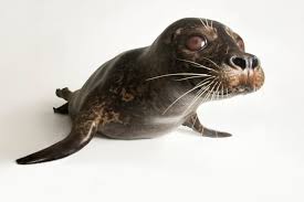 Image result for Phoca vitulina