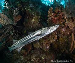 Image result for Dive Barracuda
