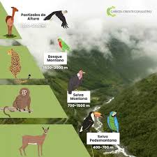 Výsledek obrázku pro yungas