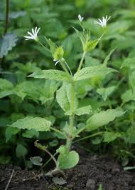Attēlu rezultāti vaicājumam “Stellaria nemorum flower”
