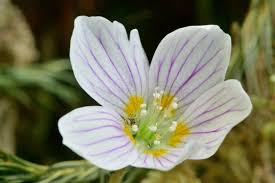 Attēlu rezultāti vaicājumam “Oxalis acetosella flower”