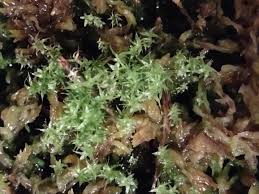 Attēlu rezultāti vaicājumam “Sphagnum magellanicum”