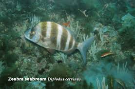 Image result for Diplodus helenae