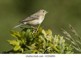 Attēlu rezultāti vaicājumam “Anthus trivialis adult”