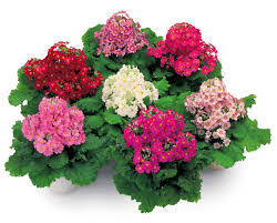 Image result for Primula malacoides