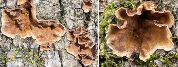 Attēlu rezultāti vaicājumam “Stereum hirsutum”