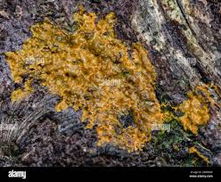 Attēlu rezultāti vaicājumam “Badhamia utricularis plasmodium”