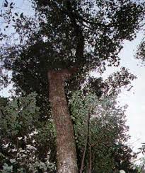 Attēlu rezultāti vaicājumam “Kalopanax septemlobus fruit”