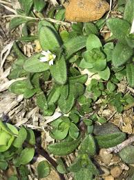 Attēlu rezultāti vaicājumam “Cerastium semidecandrum leaf”