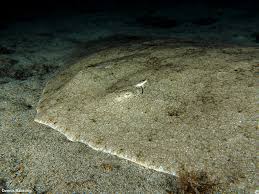 Image result for Gymnura altavela