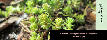 Attēlu rezultāti vaicājumam “Sedum sexangulare”
