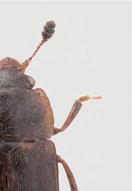 Attēlu rezultāti vaicājumam “Epuraea sp.”