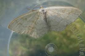 Attēlu rezultāti vaicājumam “Scopula floslactata imago”