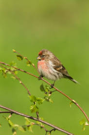 Attēlu rezultāti vaicājumam “Carduelis flammea male”