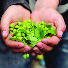 Attēlu rezultāti vaicājumam “Listera ovata fruit”