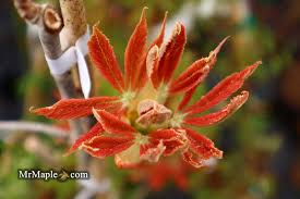 Attēlu rezultāti vaicājumam “Aesculus x neglecta flower”
