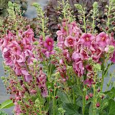Attēlu rezultāti vaicājumam “Verbascum”