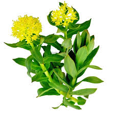 Attēlu rezultāti vaicājumam “Rhodiola rosea flower”