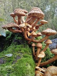 Attēlu rezultāti vaicājumam “Pholiota squarrosoides”