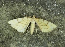 Attēlu rezultāti vaicājumam “Eulithis pyraliata”