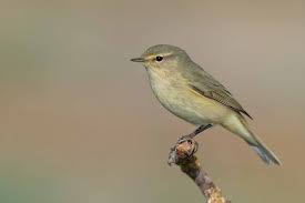 Attēlu rezultāti vaicājumam “Phylloscopus collybita”