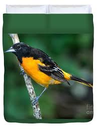 Image result for Icterus galbula