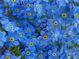 Attēlu rezultāti vaicājumam “Myosotis”