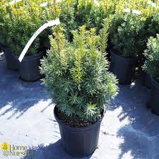 Attēlu rezultāti vaicājumam “Taxus”