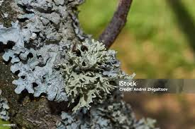 Attēlu rezultāti vaicājumam “Parmelia sulcata”