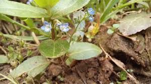 Attēlu rezultāti vaicājumam “Veronica beccabunga leaf”