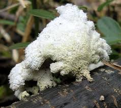 Attēlu rezultāti vaicājumam “Clavulinopsis cinerioides”