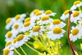 Attēlu rezultāti vaicājumam “Tripleurospermum inodorum flower”