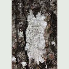 Attēlu rezultāti vaicājumam “Thelotrema lepadinum”