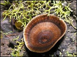 Attēlu rezultāti vaicājumam “Coltricia perennis”