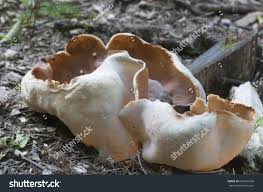 Attēlu rezultāti vaicājumam “Peziza repanda”