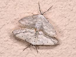 Attēlu rezultāti vaicājumam “Idaea seriata”