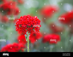 Image result for Lychnis chalcedonica `Dusky Salmon`