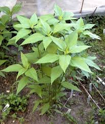 Attēlu rezultāti vaicājumam “Helianthus tuberosus leaf”