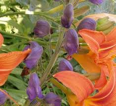 Attēlu rezultāti vaicājumam “Aconitum napellus leaf”
