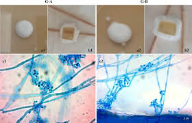 Attēlu rezultāti vaicājumam “Badhamia affinis var. microspora macro”