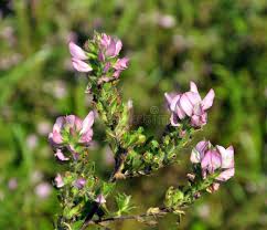 Attēlu rezultāti vaicājumam “Ononis arvensis leaf”
