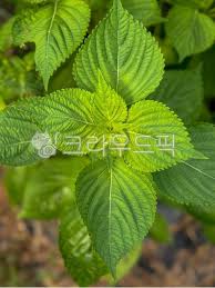 Image result for 깱깲깳깴깵깶깷깺깾깿꺀꺁꺂꺃꺆꺇꺈꺉꺊꺋꺍꺎꺏꺐