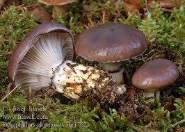 Attēlu rezultāti vaicājumam “Gomphidius glutinosus”