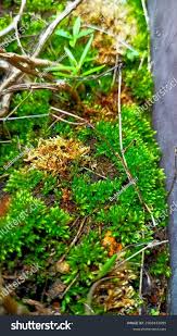 Attēlu rezultāti vaicājumam “Climacium dendroides sporophyte”