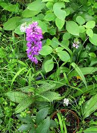 Attēlu rezultāti vaicājumam “Dactylorhiza maculata leaf”