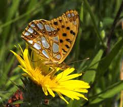 Attēlu rezultāti vaicājumam “Argynnis laodice male”
