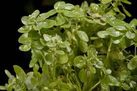 Attēlu rezultāti vaicājumam “Callitriche cophocarpa”