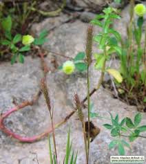 Attēlu rezultāti vaicājumam “Polypogon tentacularius male”