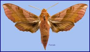 Attēlu rezultāti vaicājumam “Pohlia sphagnicola”